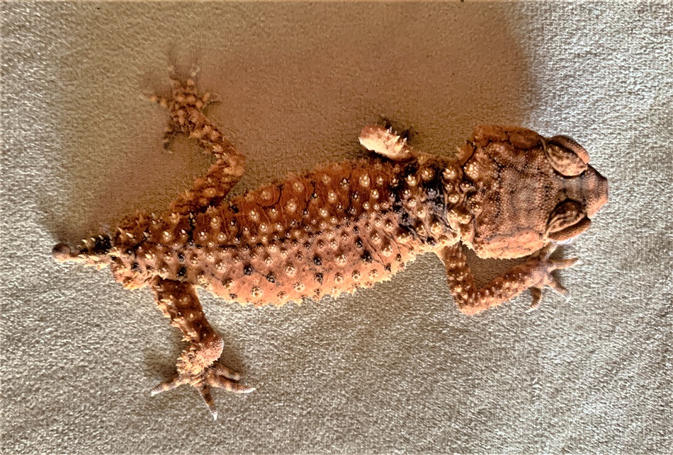 This Centralian Spiny Knob-tailed Gecko (Nephrurus amyae) belongs to Animals Anonymous, South Australia